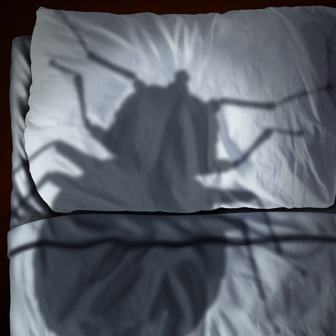 5 letter word for bed bug