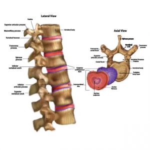 spinal cord injury