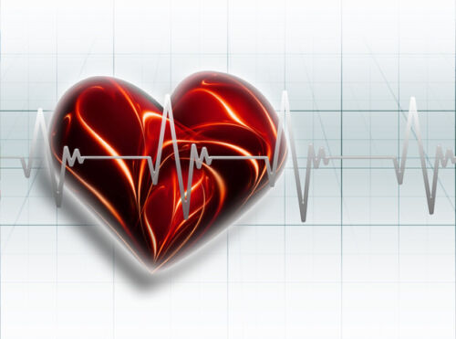 Heart and ECG electrocardiogram